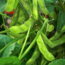Edamame Soybean Glycine max seeds for garden planting